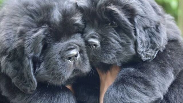 10 Adorables Chiots Terre Neuve Pour Lesquels Vous Allez Craquer