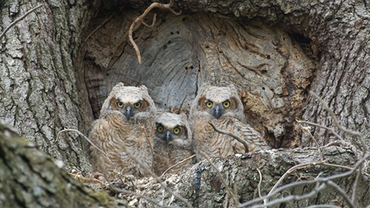 Hérault trois bébés hiboux grandduc sont nés… face à une école