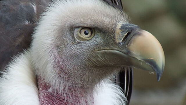 Quel Est L Oiseau Qui Vole Le Plus Haut