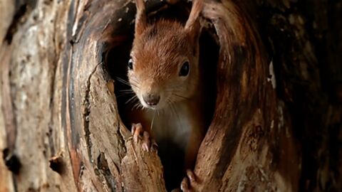 Pourquoi les écureuils commencent-ils à se reproduire avant les autres rongeurs ?