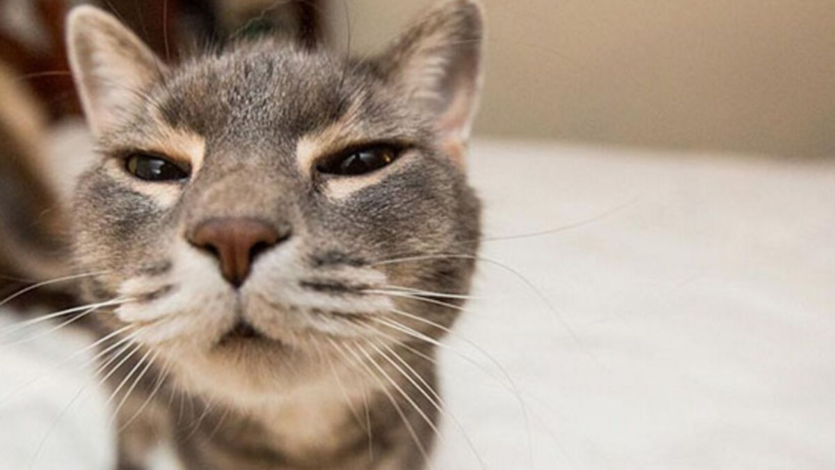 La Truffe De Votre Chat Doit Elle Vraiment Etre Froide Et Humide