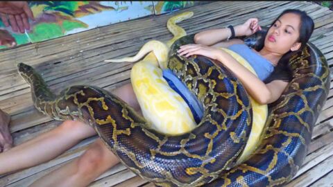 Vidéo : WTF ! Ils se font masser par des serpents