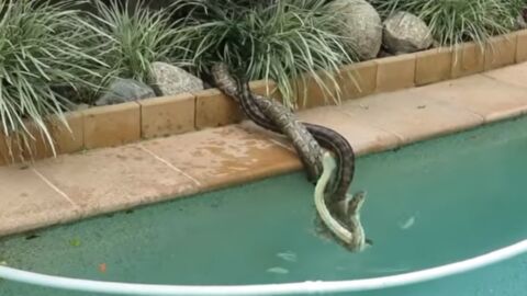 Une jeune femme surprend deux serpents s'entretuer dans son jardin !