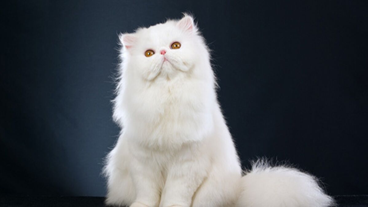Comment Bien Prendre Soin De Son Chat Persan