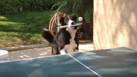 Ce chien sait jouer au ping pong comme un pro