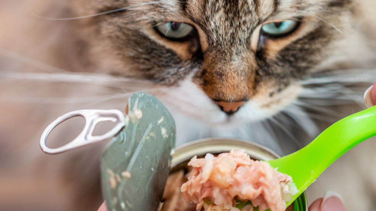 Peut-on donner du poisson à manger à son chat ?