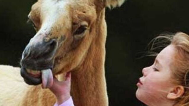 Ces 15 Adorables Animaux Atteints De Trisomie Vont Vous Faire Fondre Ces 15 Adorables Animaux Atteints De Trisomie Vont Vous Faire Fondre