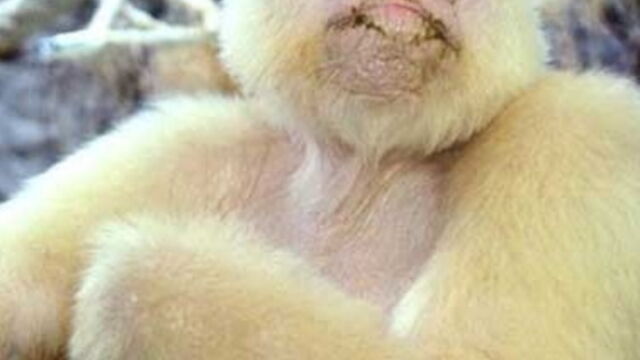 Ces 15 Adorables Animaux Atteints De Trisomie Vont Vous Faire Fondre