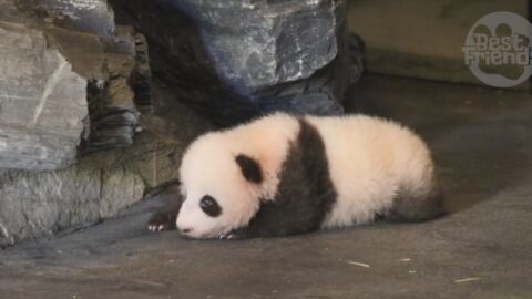 Au zoo de Pairi Daiza, ce bébé panda a fait ses premiers pas et fait craquer tout le monde