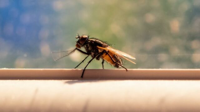 Comment chasser les mouches de la maison de manière naturelle ?
