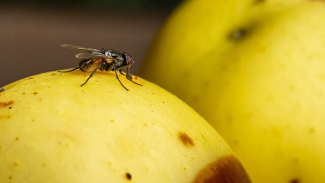 Comment se débarrasser des mouches : les astuces naturelles