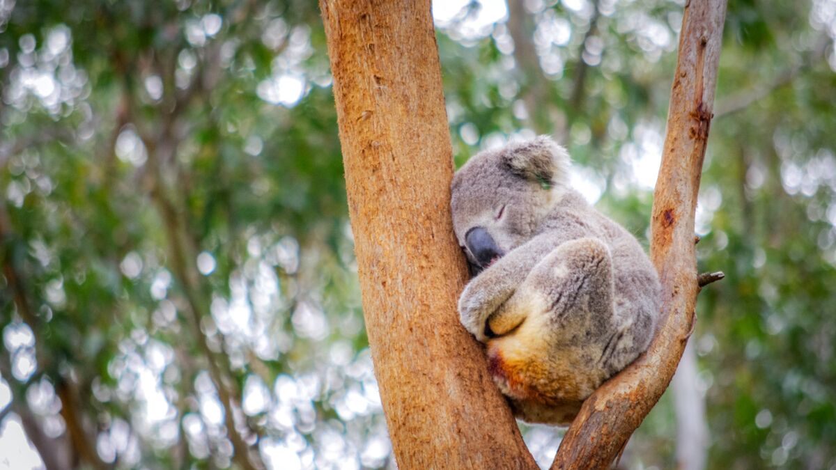 Chez la famille Koala  La tête dans les arbres et les pieds sur terre
