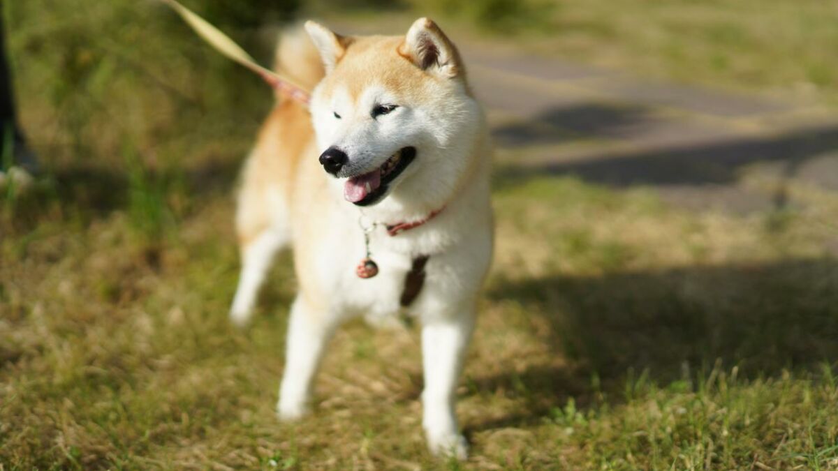 Races de petits et moyens chiens : top 10 et caractéristiques