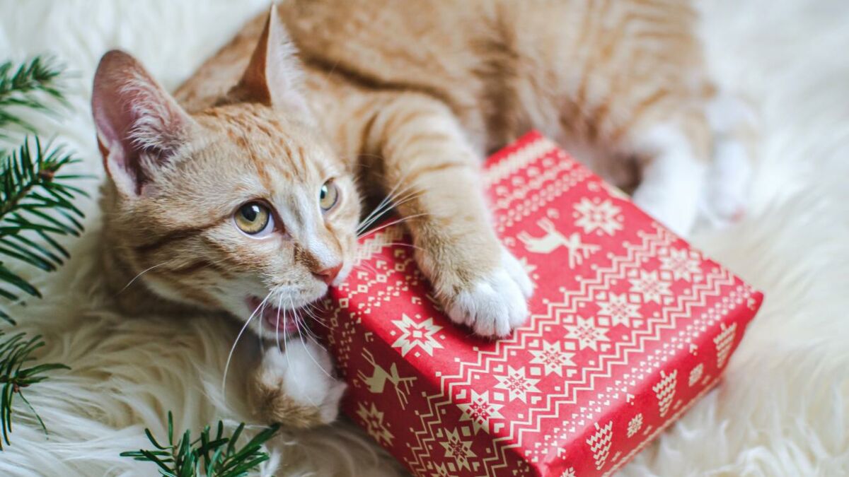 Cadeau de Noël chat gamelle