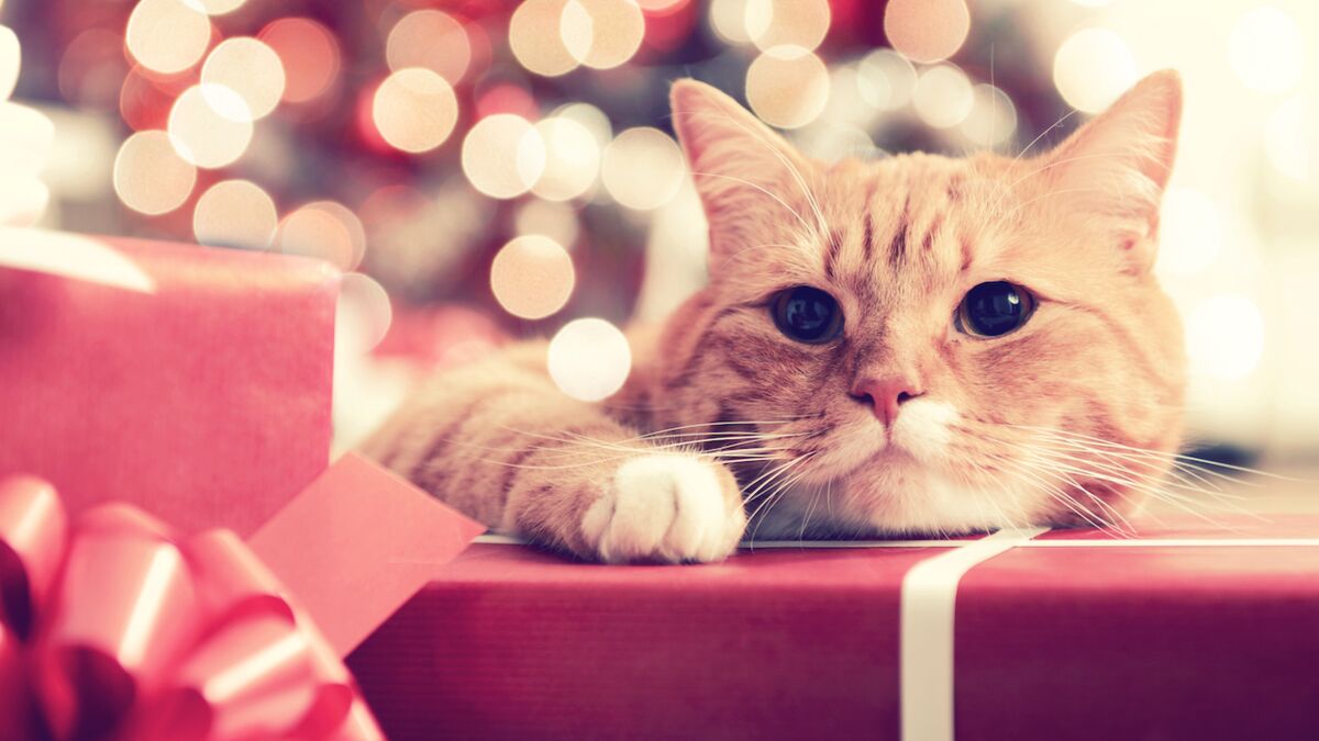 Offrir un cadeau à son chat : 20 idées de cadeaux pour chat