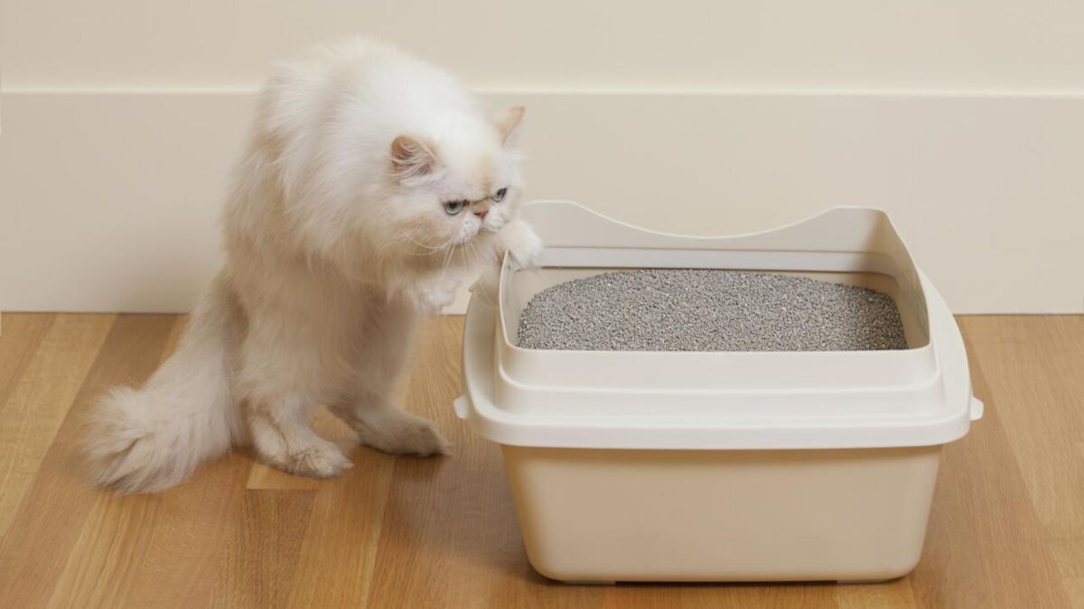 À quelle fréquence fautil changer la litière de son chat
