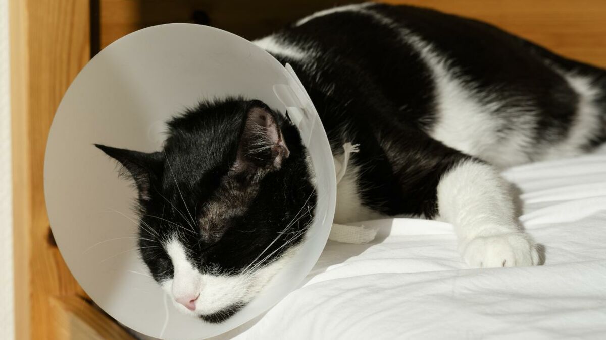 Morsure, fracture, blessure... quels premiers soins pour son chat