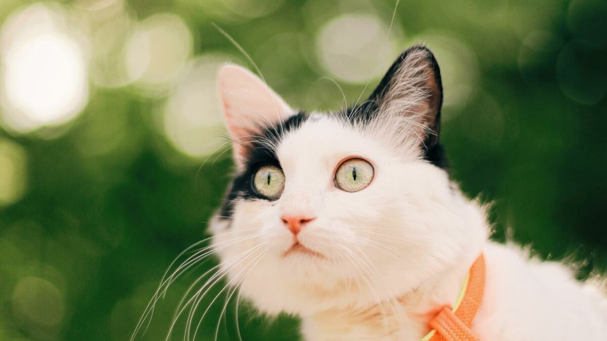 harnais anti-fuite pour chat souple CLASSIC uni vert