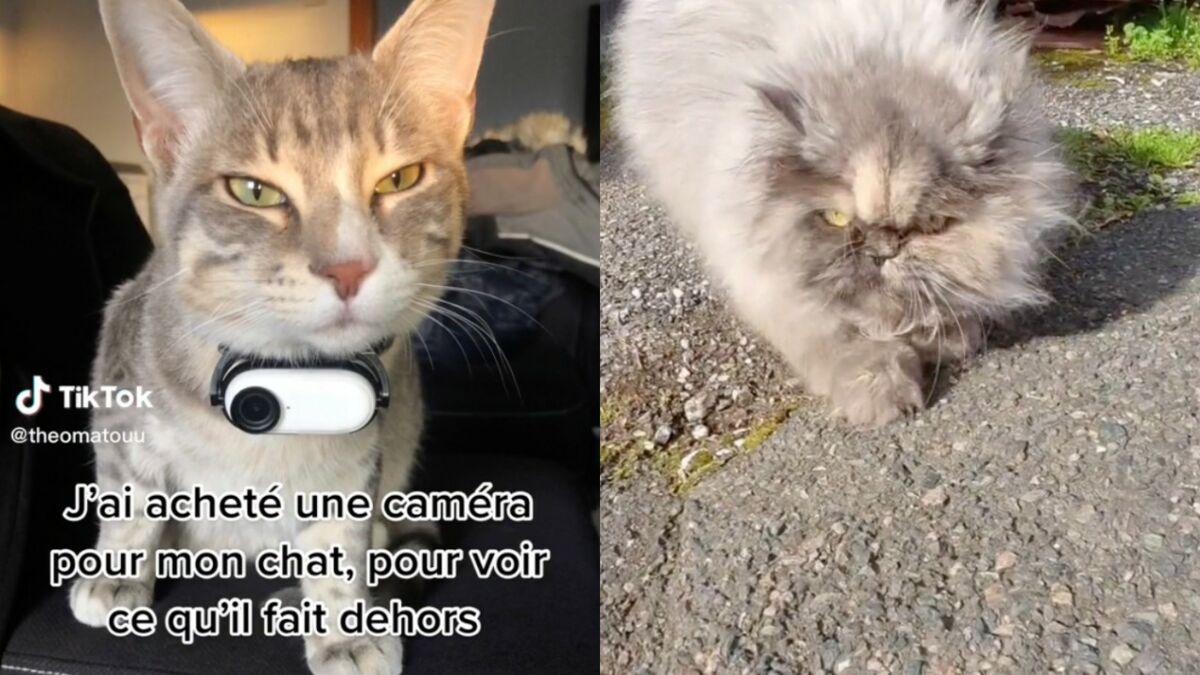 Vidéo : Avec une caméra sur le collier, le chat montre sa vision