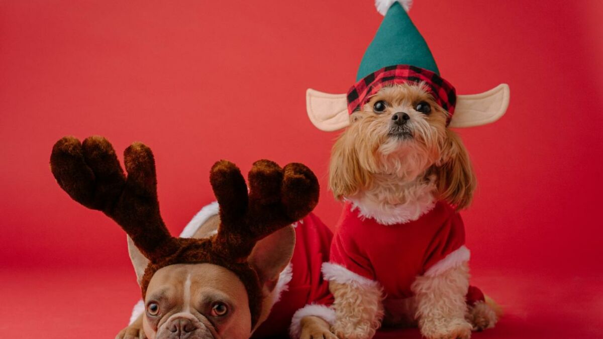 10 idées de cadeaux de Noël pour vos animaux de compagnie - M6