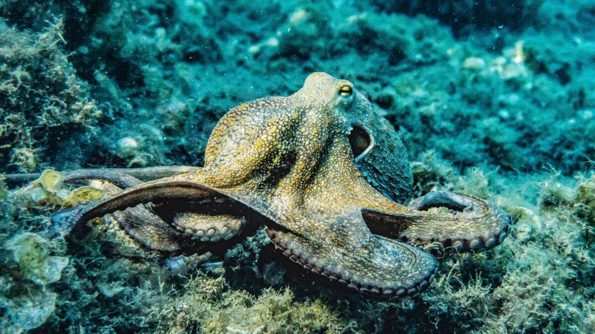 Quelle Est La Différence Entre Un Poulpe Et Une Pieuvre Poulpe et pieuvre : quelle est la différence entre ces deux mollusques