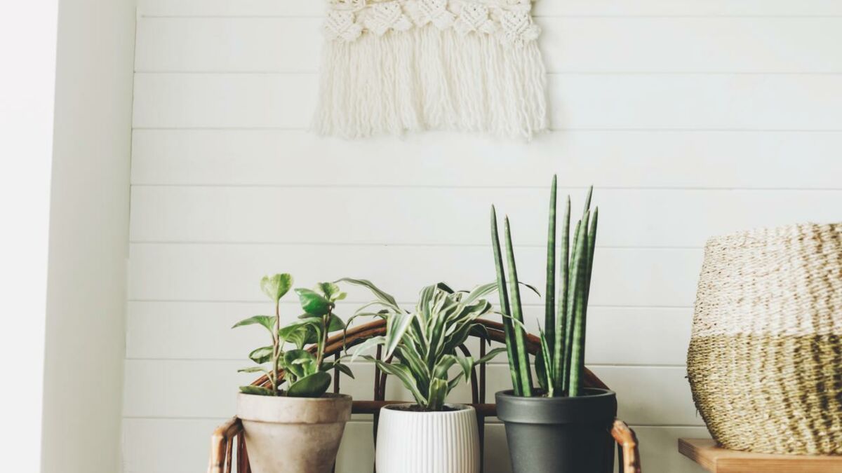 Des plantes au feuillage insolite à adopter chez vous