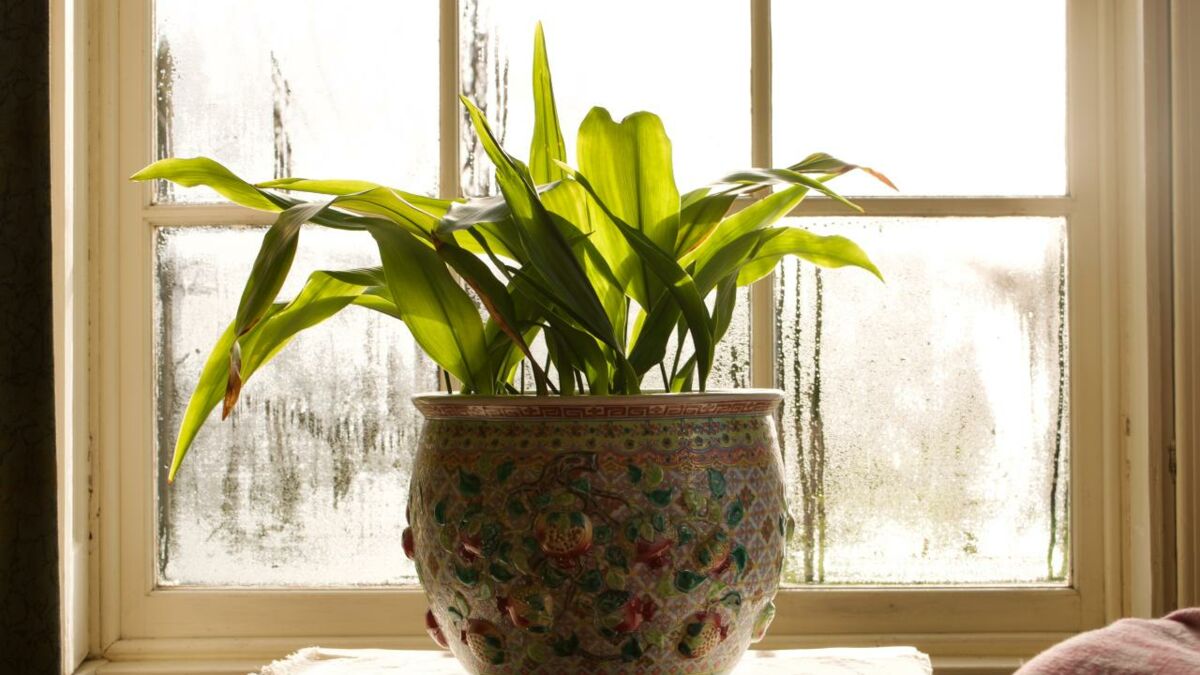Les 7 meilleures plantes anti-humidité contre les moisissures et les  mauvaises odeurs