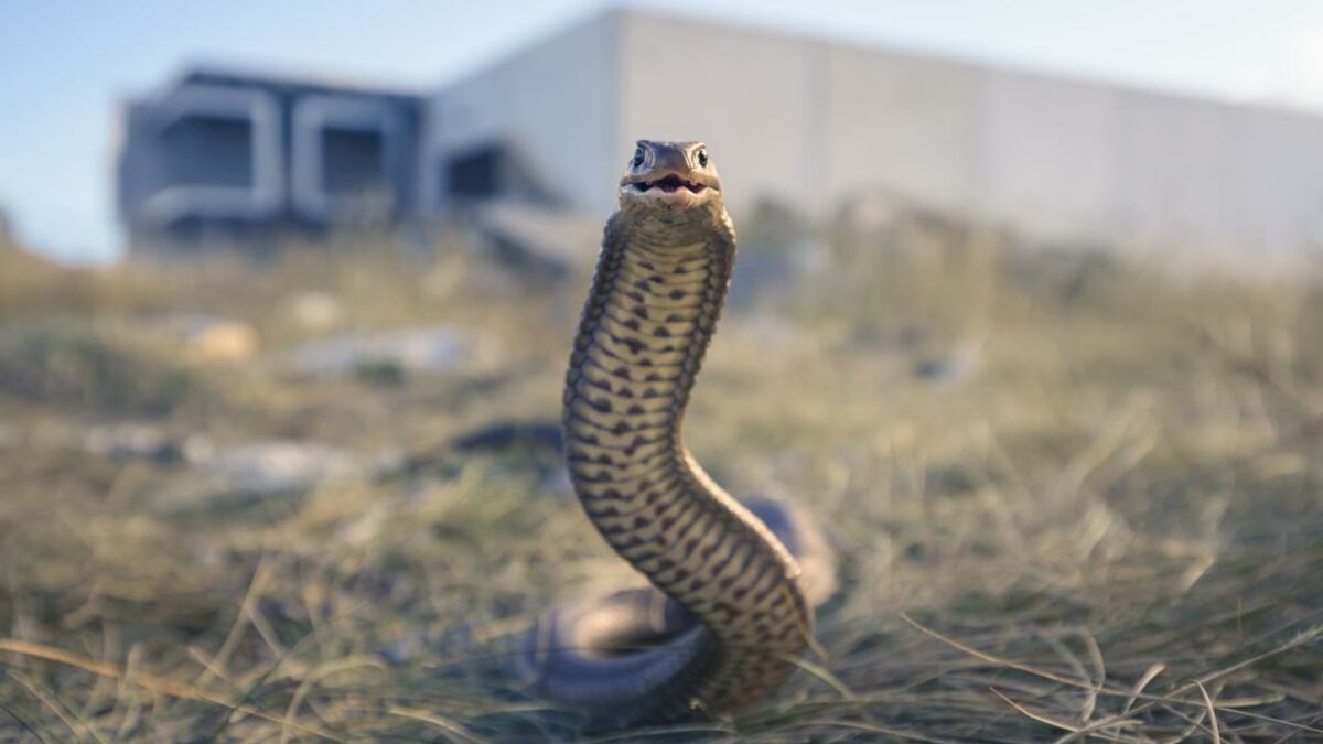 Une femme se réveille avec un serpent de presque deux mètres dans
