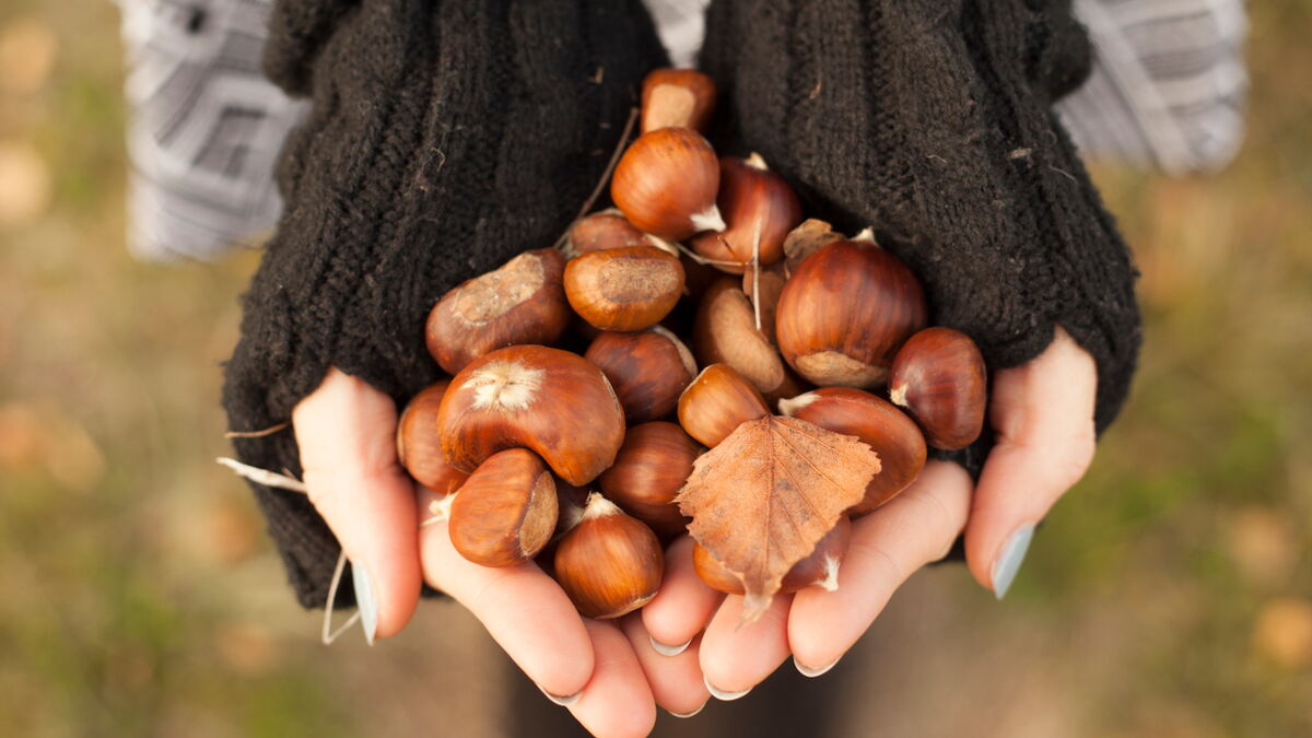 Quelle est la différence entre un marron et une châtaigne