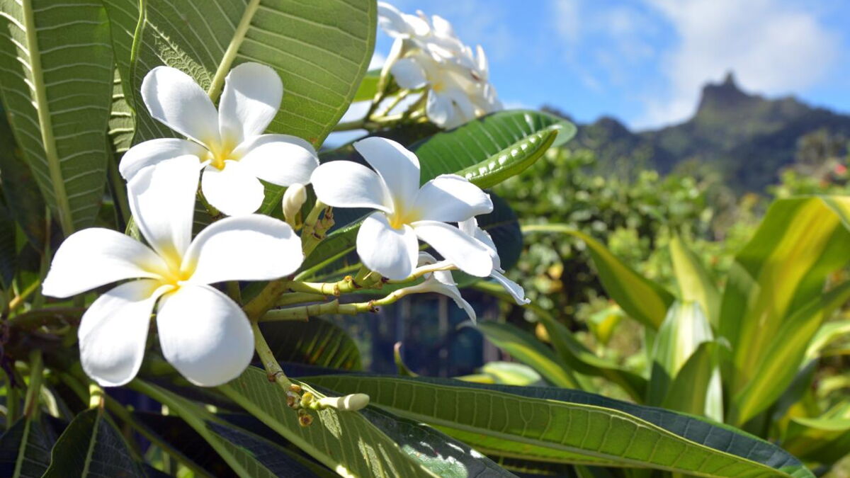 6 parfums à la fleur de Tiaré pour sentir bon pendant les vacances 6 parfums à la fleur de Tiaré pour sentir bon pendant les vacances