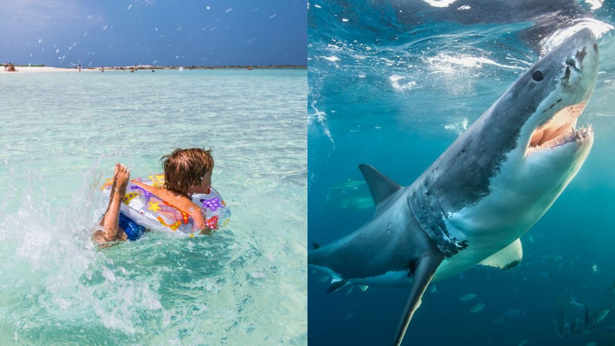 Un enfant attaqué par un requin dans l'archipel des Keys, en Floride