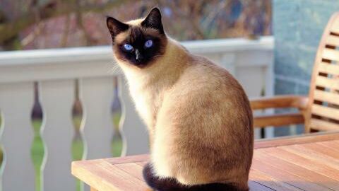 5 races de chats magnifiques aux yeux bleus