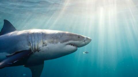 Voici les animaux marins les plus dangereux, et non, les requins n