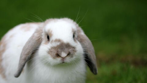 Lapin Belier Prix Comportement Duree De Vie Nourriture Ce Qu Il Faut Savoir Lapin Belier Prix Comportement Duree De Vie Nourriture Ce Qu Il Faut Savoir