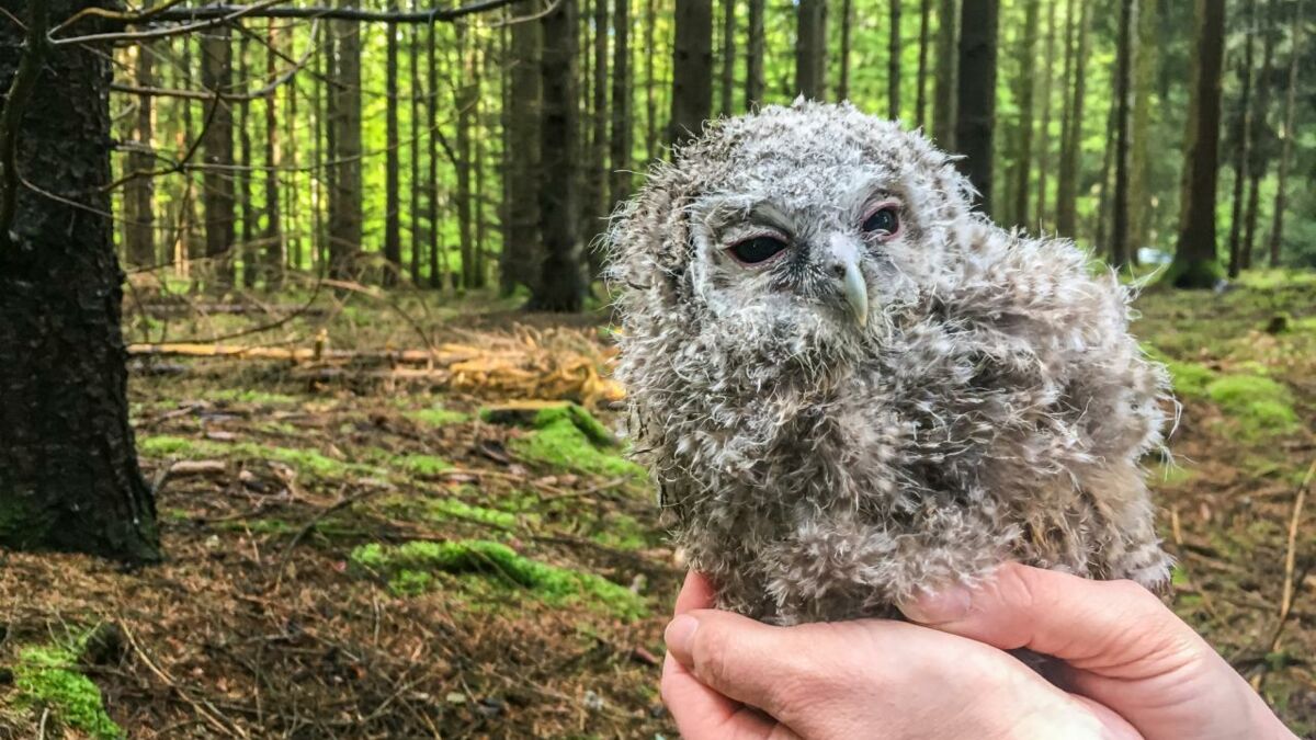 Pourquoi Vous Ne Devez Surtout Pas Ramasser Les Bebes Chouettes