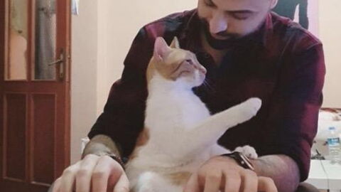 Cet Homme Joue Du Piano Pour Apaiser Les Chats Et Ca Marche