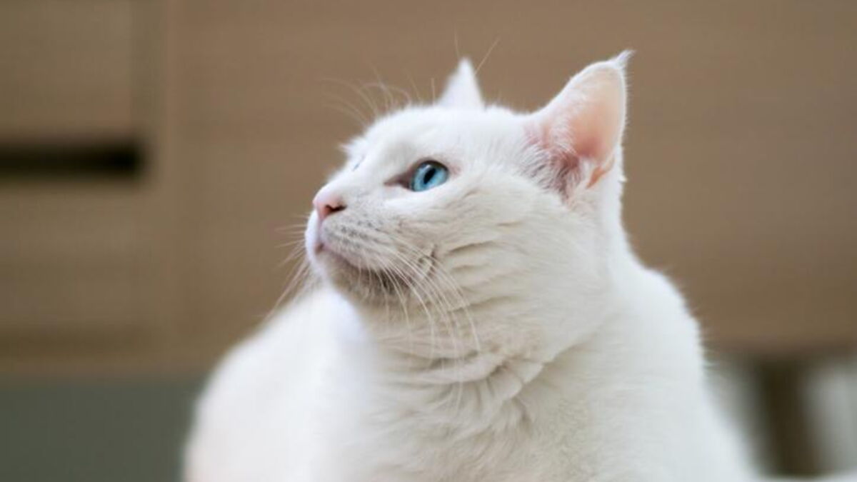 Voici Ce Qu Il Faut Verifier Avant D Adopter Un Chat Blanc