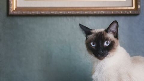 5 races de chats magnifiques aux yeux bleus
