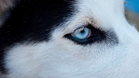 5 races de chiens aux yeux bleus