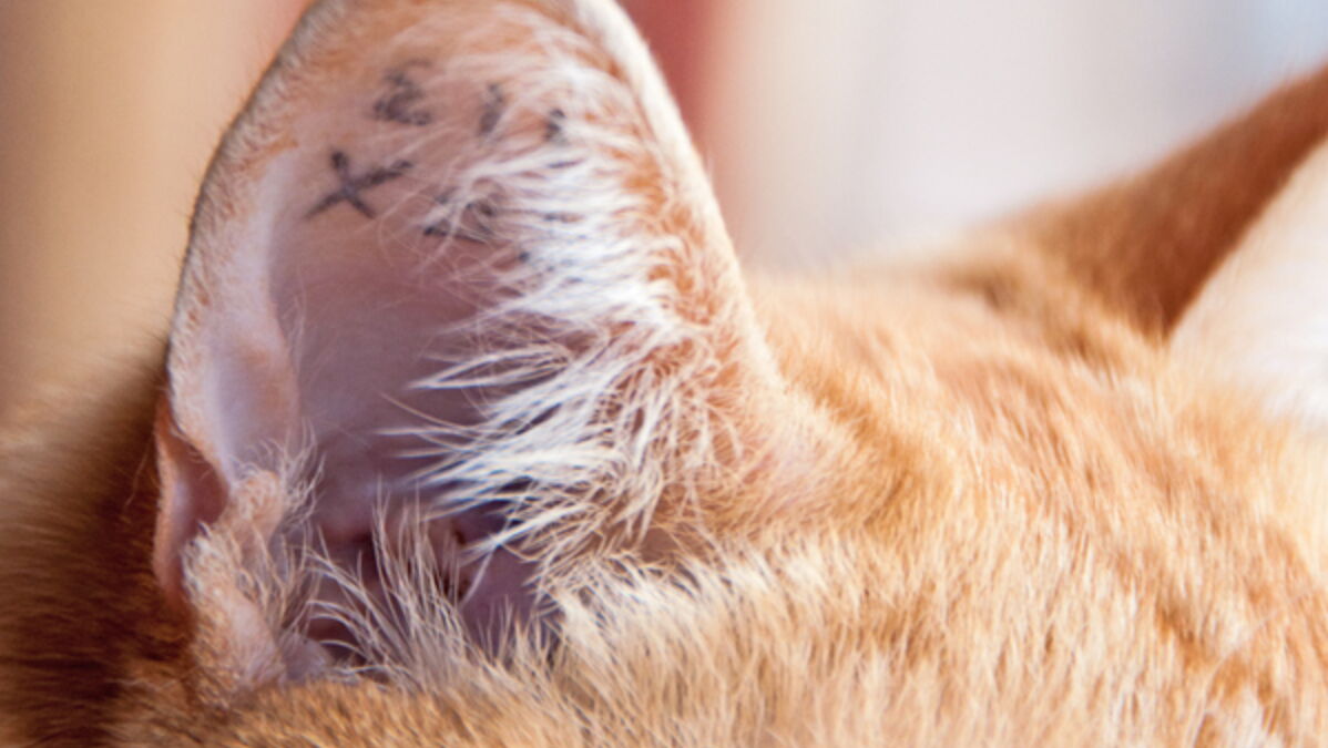 Chat non identifié vous risquez une grosse amende