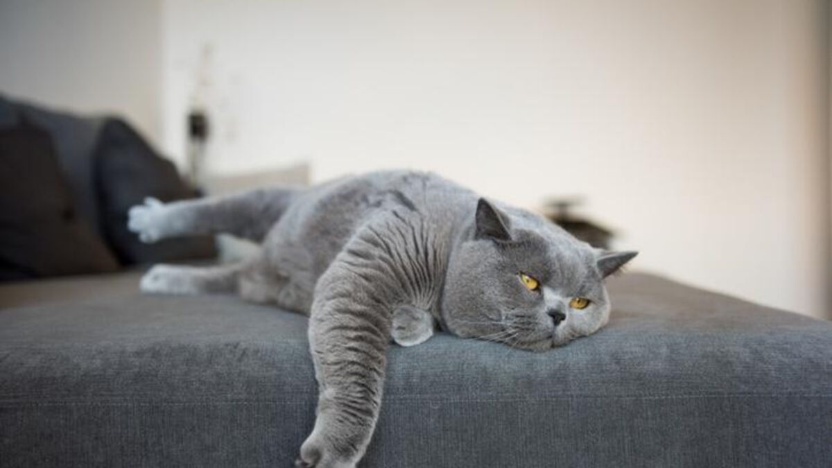 Si Votre Chat Ne Vous Repond Pas C Est Bien Qu Il Vous Ignore Si Votre Chat Ne Vous Repond Pas C Est Bien Qu Il Vous Ignore