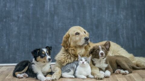 Adoption : Bientôt un certificat obligatoire pour tous les propriétaires d'animaux ?