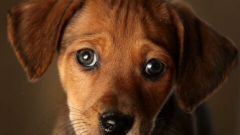 Canicule: 5 réflexes à adopter pour protéger son chien