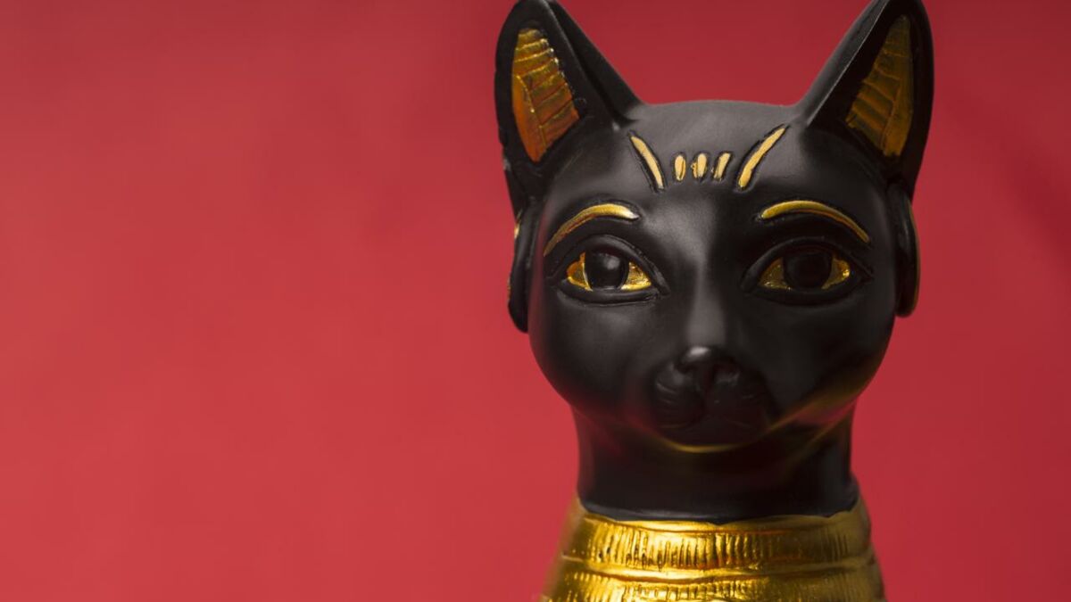 Journee Internationale Du Chat Retour Sur La Symbolique De L Animal Prefere Des Francais