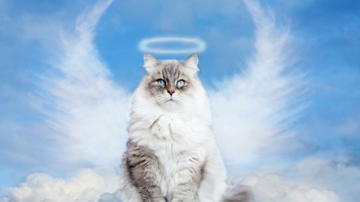 Journee Internationale Du Chat Retour Sur La Symbolique De L Animal Prefere Des Francais