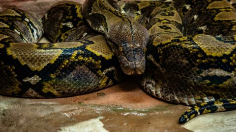Un serpent à trois yeux découvert en Australie !