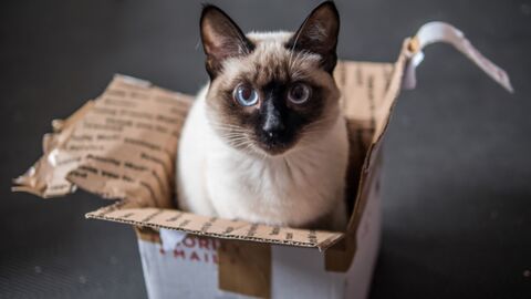 Pourquoi les chats aiment-ils autant se mettre dans des cartons ?