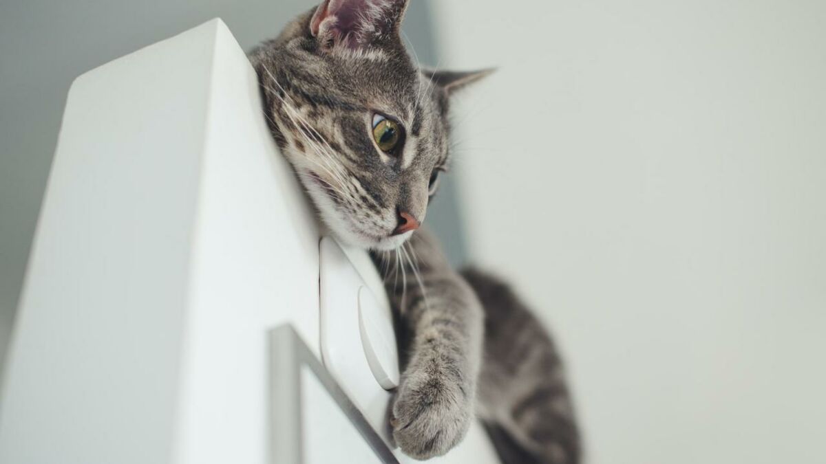 3 Astuces Pour Empecher Votre Chat De Faire Des Betises