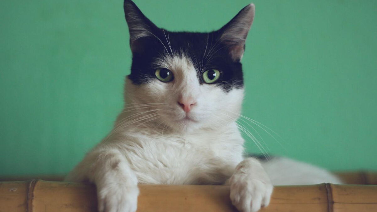 Un Chat Developpe T Il Les Memes Traits De Caracteres Que Son Maitre Un Chat Developpe T Il Les Memes Traits De Caracteres Que Son Maitre