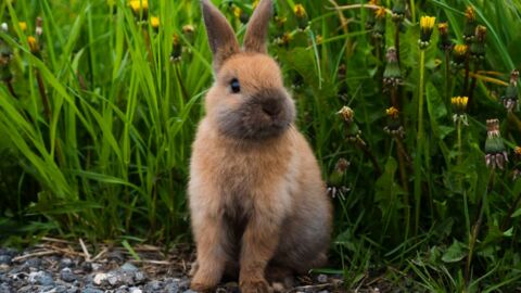 Un Photographe Immortalise Ces Lapins A La Naissance